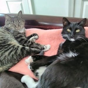 Meet your Posher, Karen